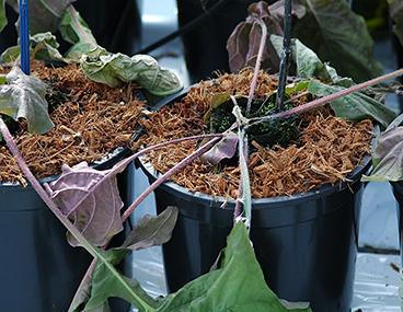 Phytophthora in gerbera 1.jpg